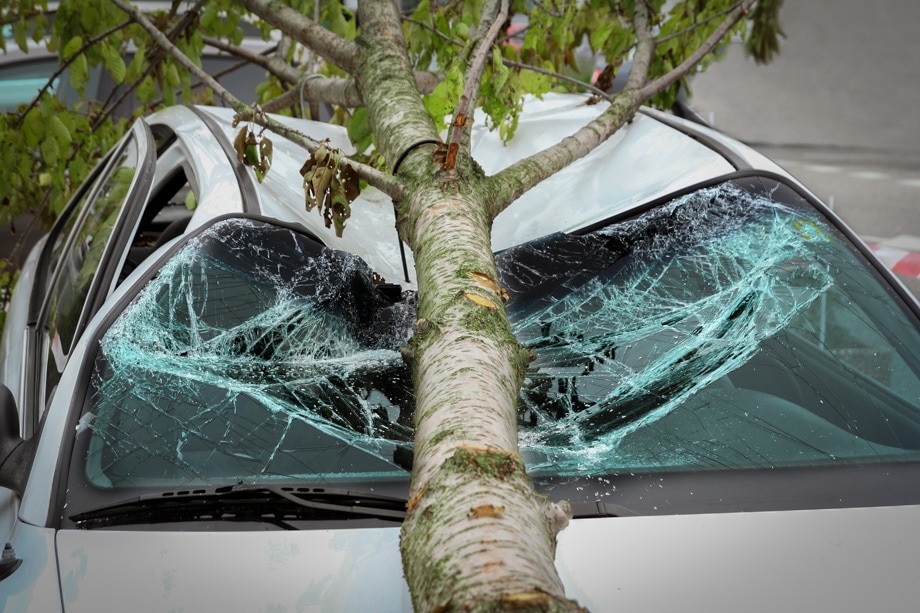 Charlotte Tree Risk Assessment 