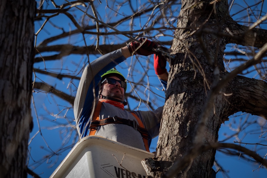 Charlotte Cabling & Bracing Trees