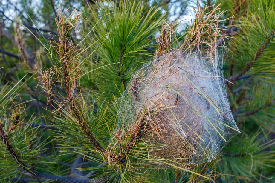 Charlotte Tree Preservation