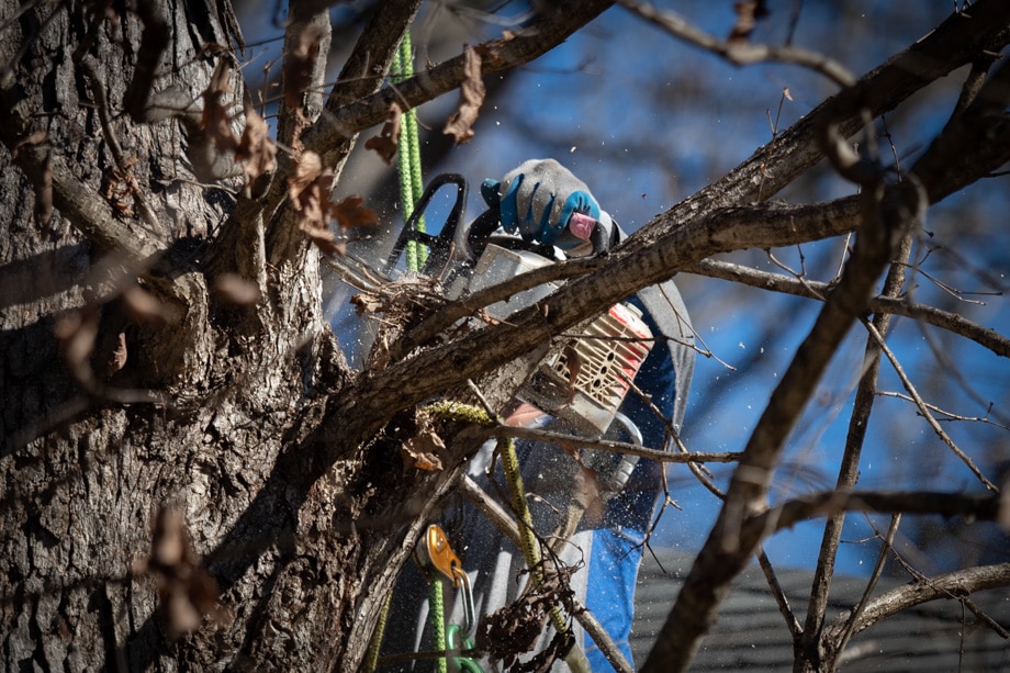 Charlotte Tree Pruning