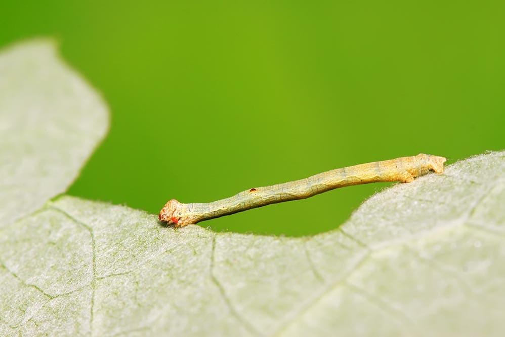 Featured image for “Watch out for Dreaded Cankerworms”