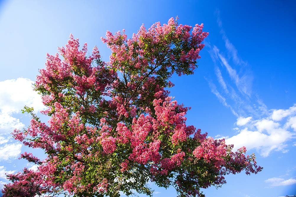 Featured image for “Time to Protect your Crape Myrtles”