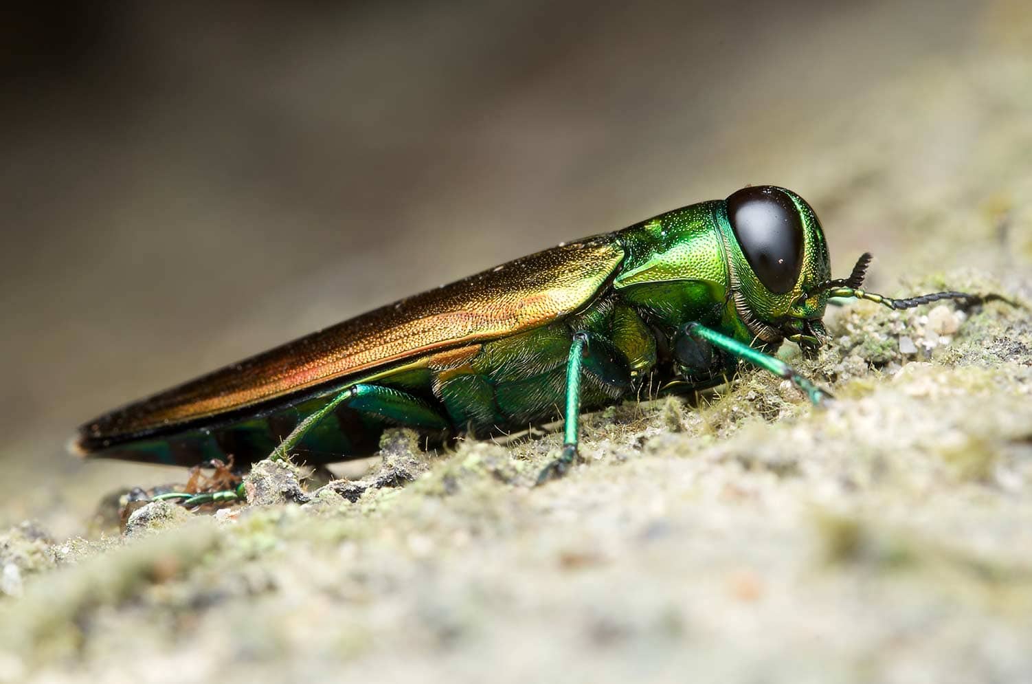 Featured image for “Emerald Ash Borer – Deadly Charlotte Pest”