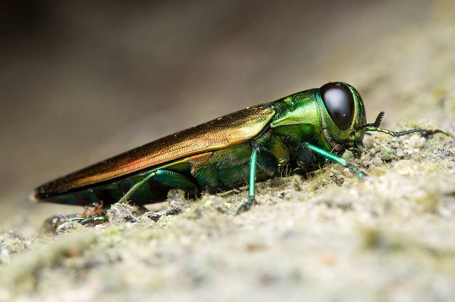 Emerald Ash Borer – Deadly Charlotte Pest