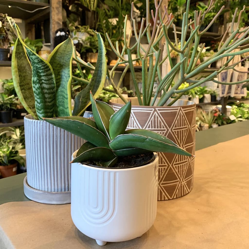 If you need indoor plants…