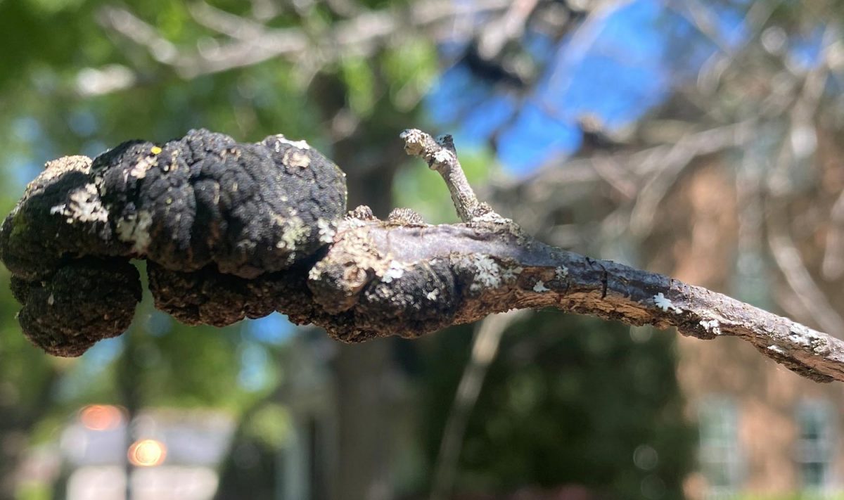 Black Knot