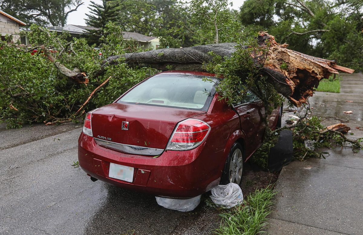 What to do when a tree falls