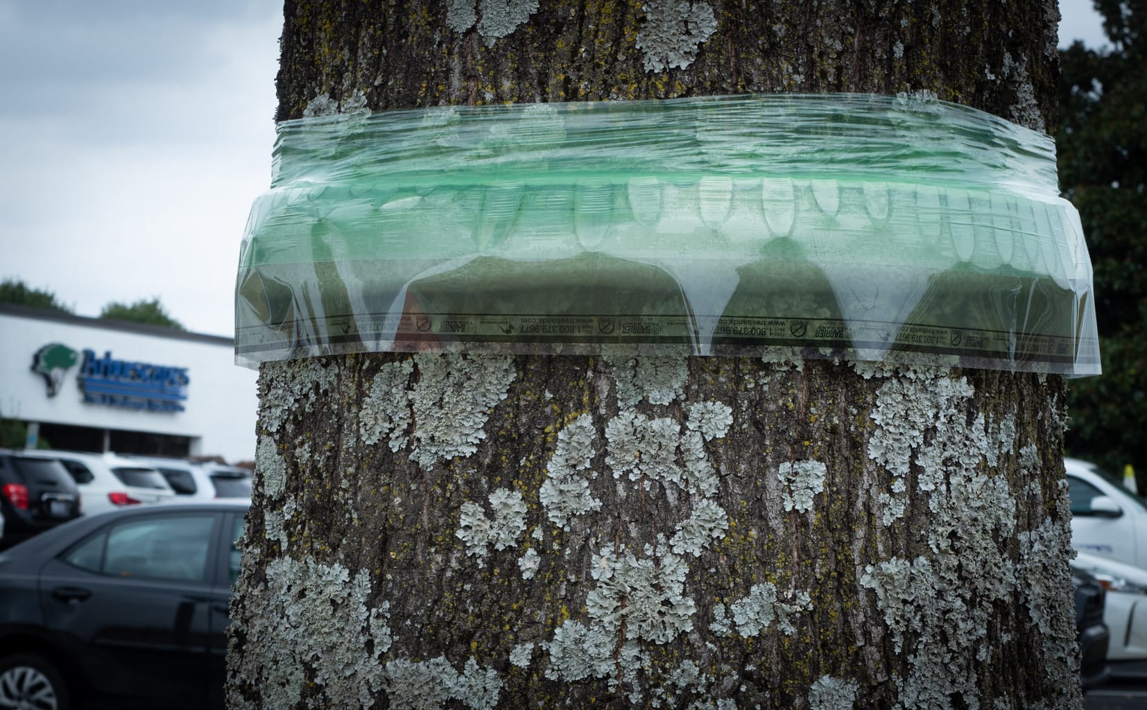 Featured image for “The Latest on Tree Banding”
