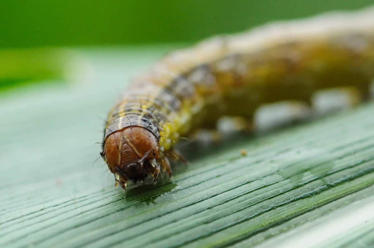Featured image for “Fighting The Fall Armyworm”