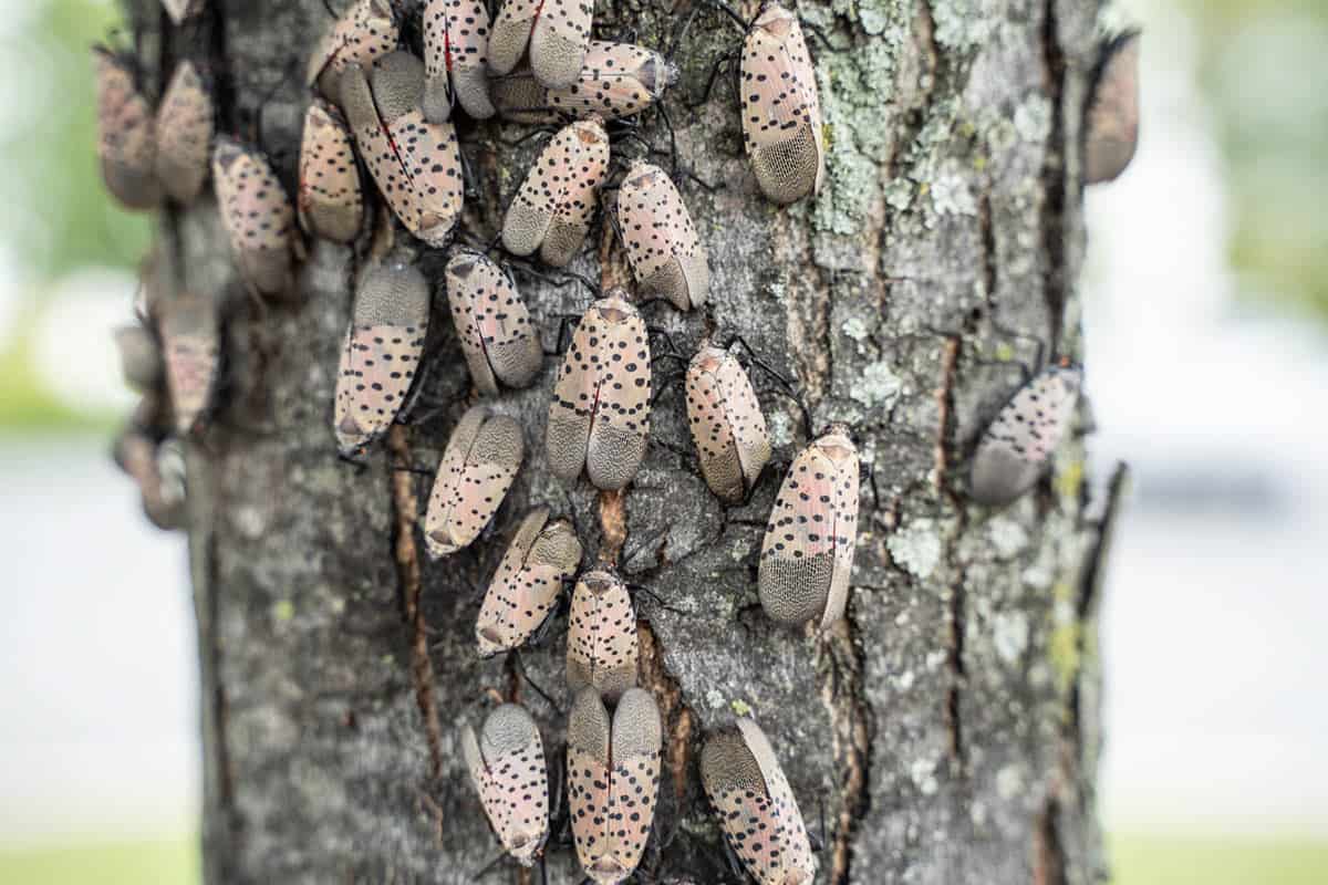 Warning: The Spotted Lanternfly