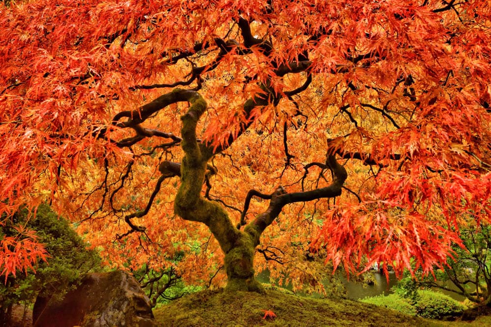 Featured image for “Japanese Maple Pruning”