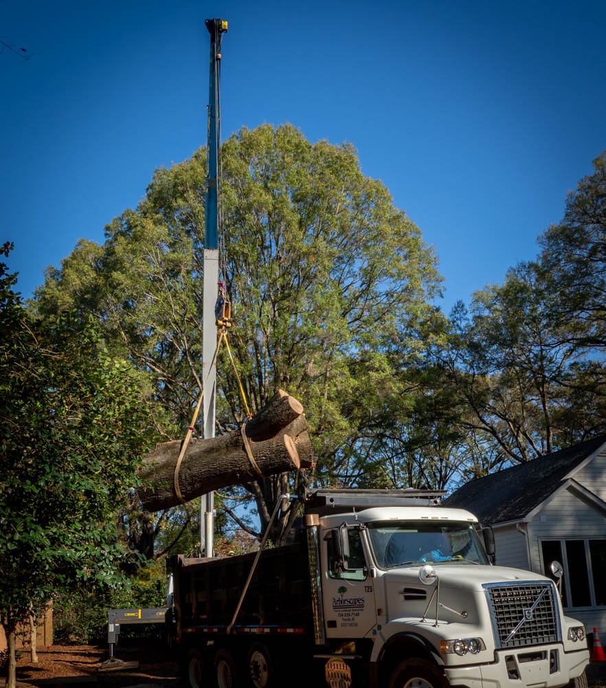 Charlotte Commercial Tree Removal