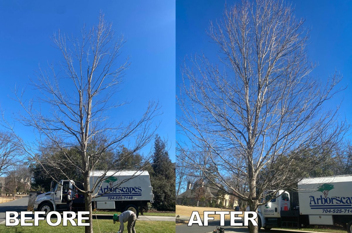 Pruning Young Trees in Charlotte