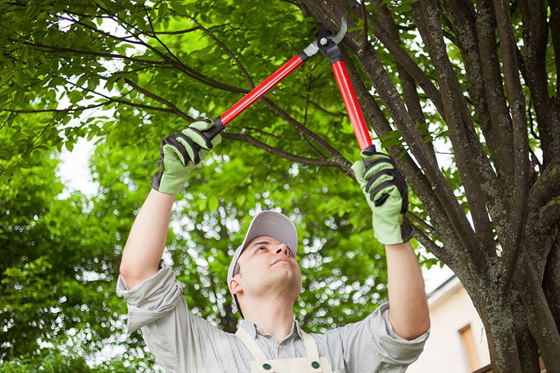Featured image for “Now’s The Time To Prune”