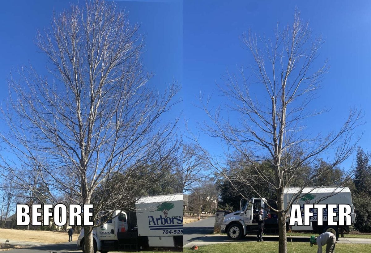 Pruning Young Trees in Charlotte North Carolina