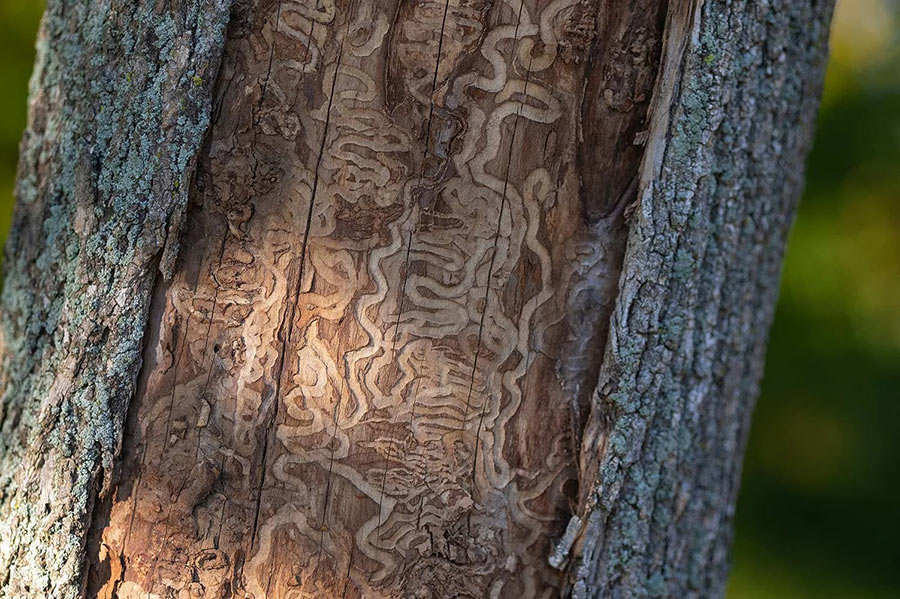 Featured image for “Why Emerald Ash Borer Treatment Really Matters in Charlotte”