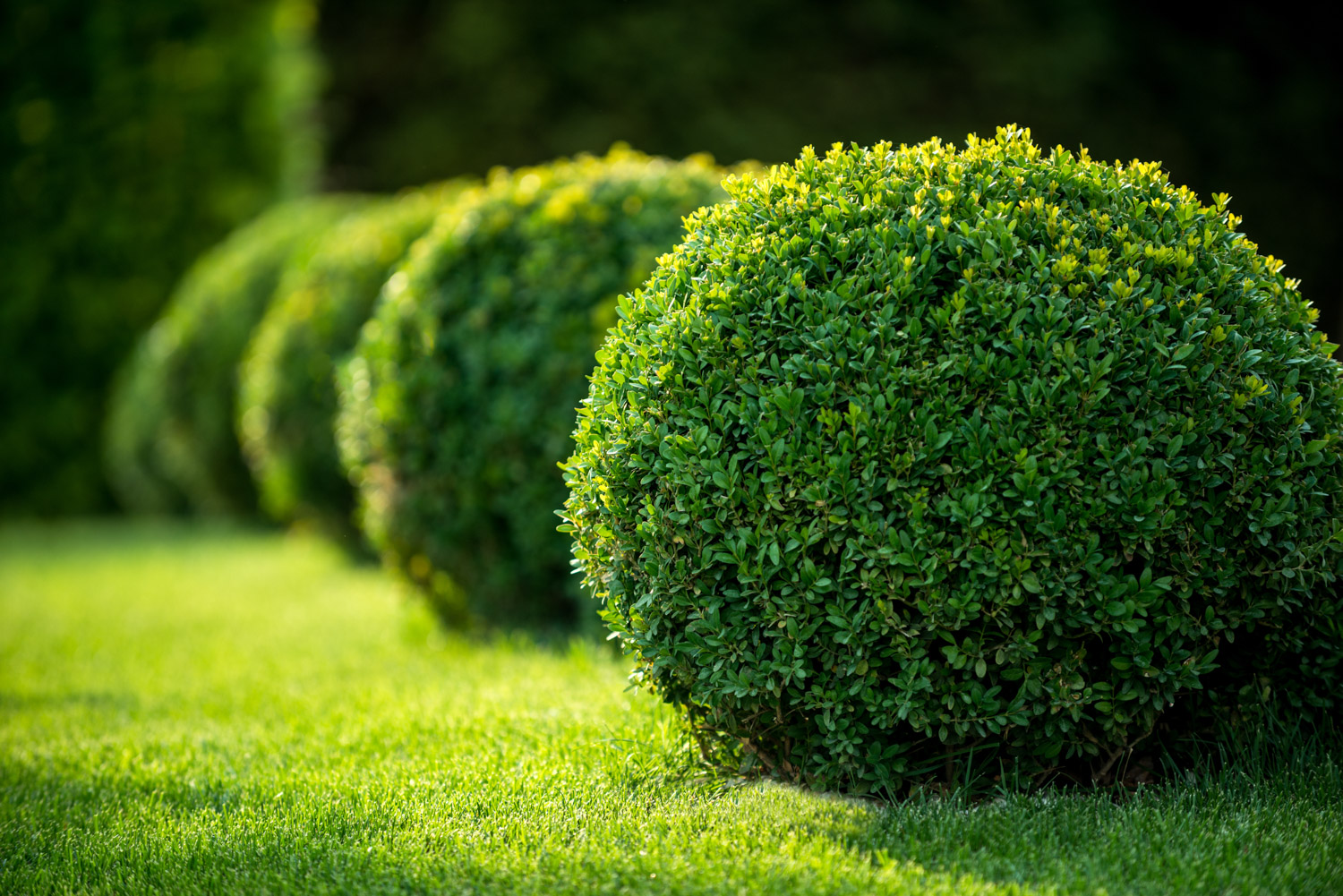 Featured image for “Boxwood Spider Mite Treatment”