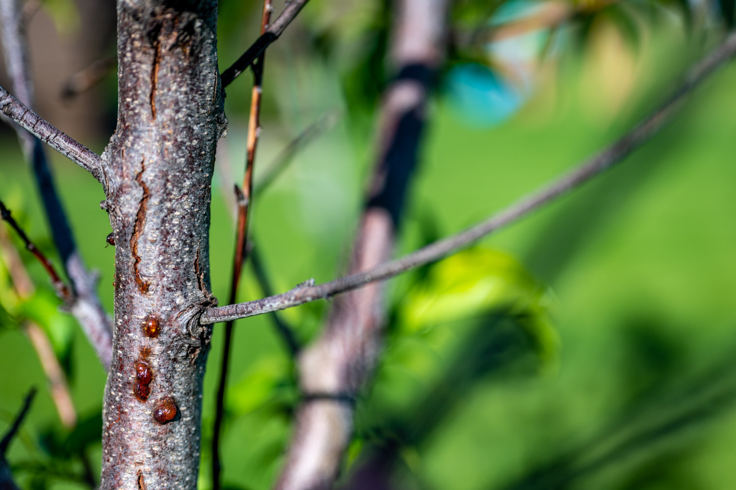 Featured image for “Treating Cherry Borer / Peach Tree Borer”