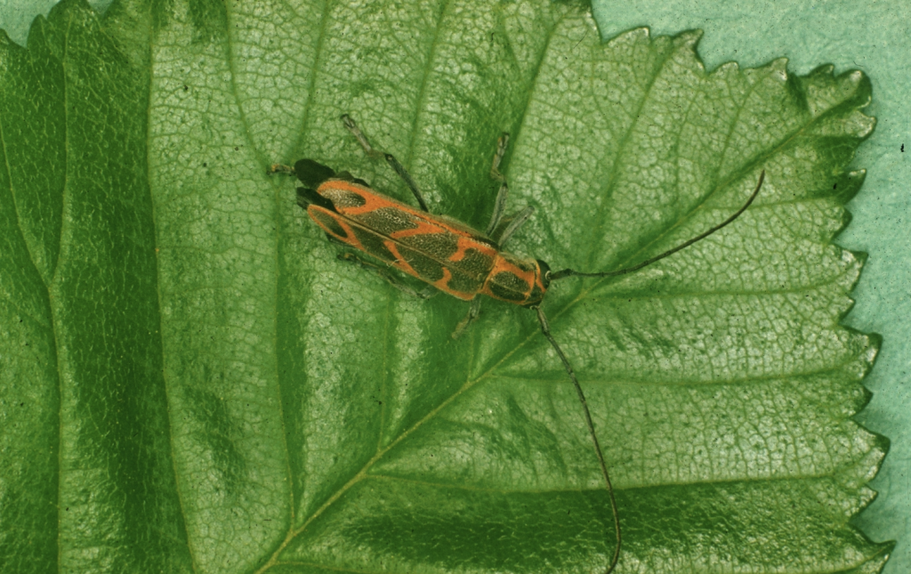 Elm Borer Treatment - Arborscapes