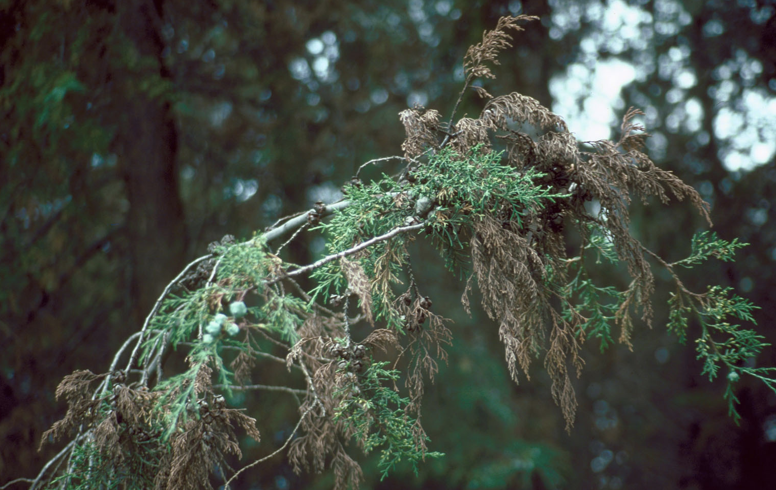 Featured image for “Juniper Blight Treatment”