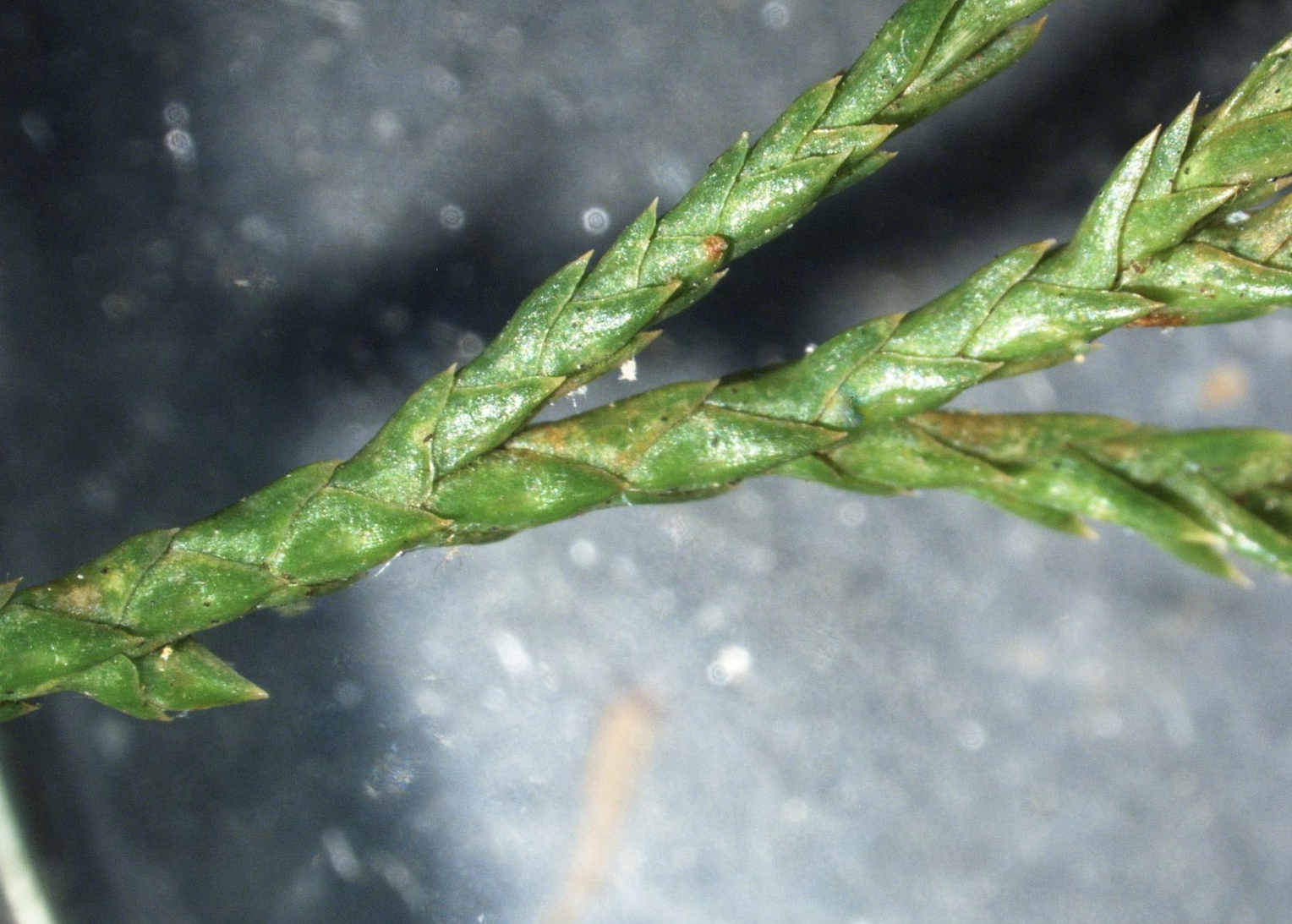 Featured image for “Juniper Spider Mites in Charlotte”