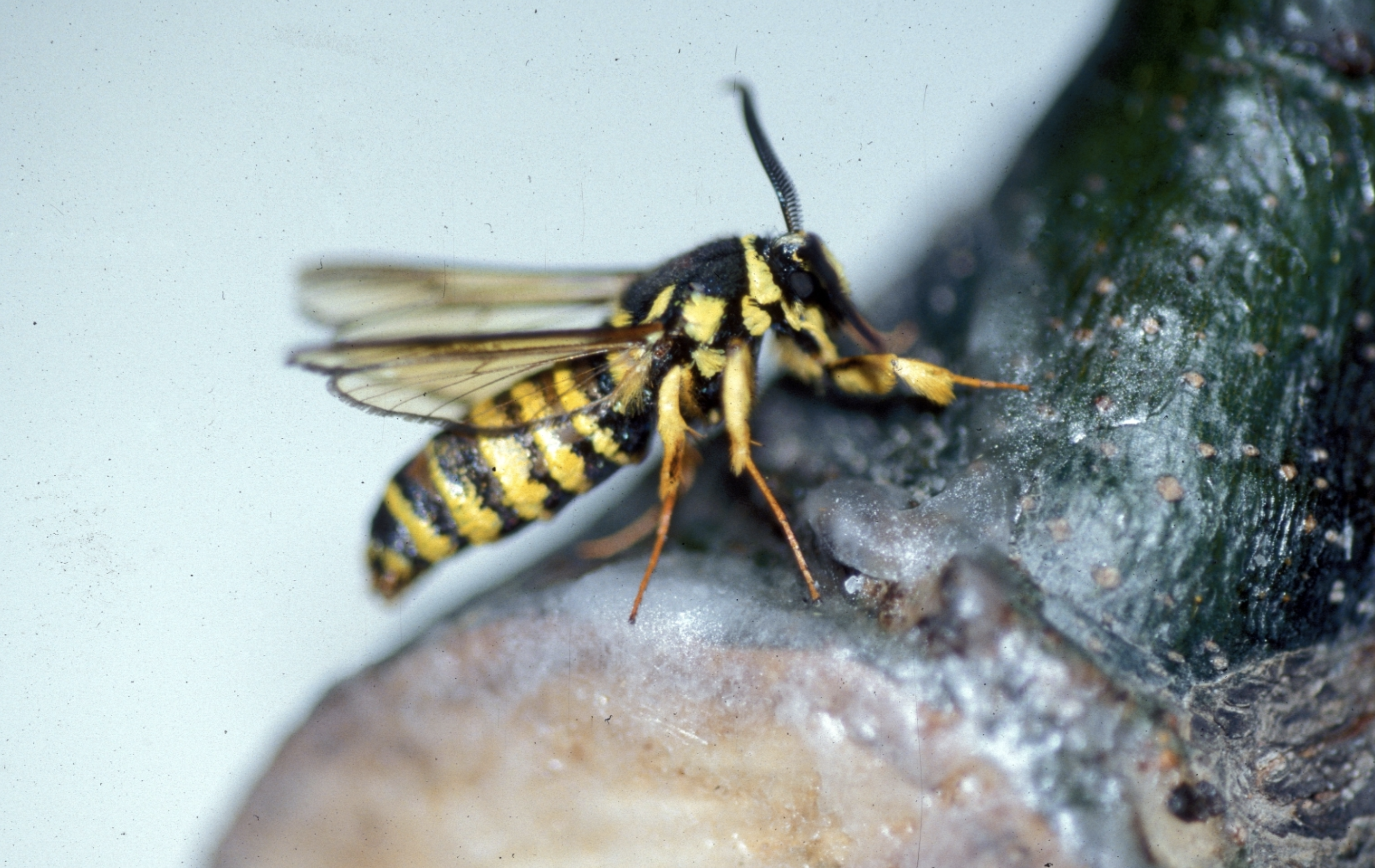 Oak Borer Treatment