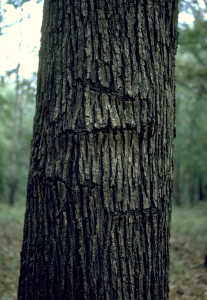Characteristic scars from oak borer